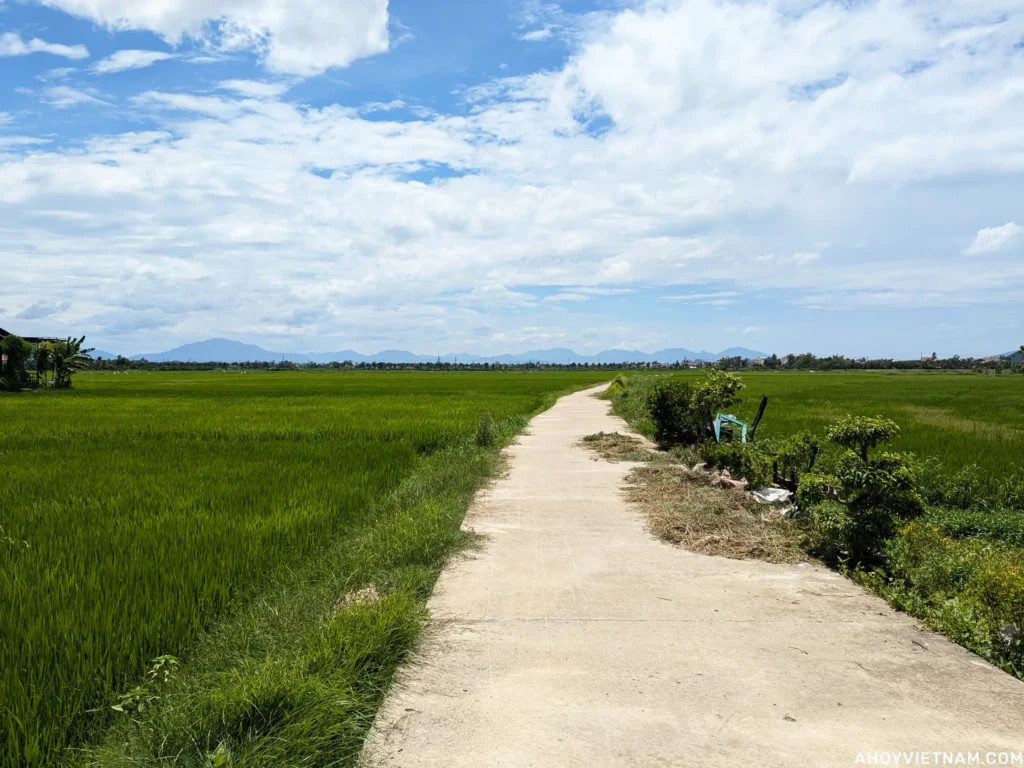 Scooter view of rice fields